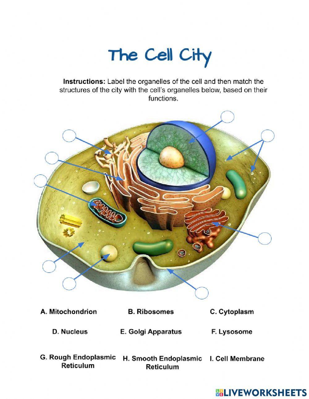 The Cell Structure