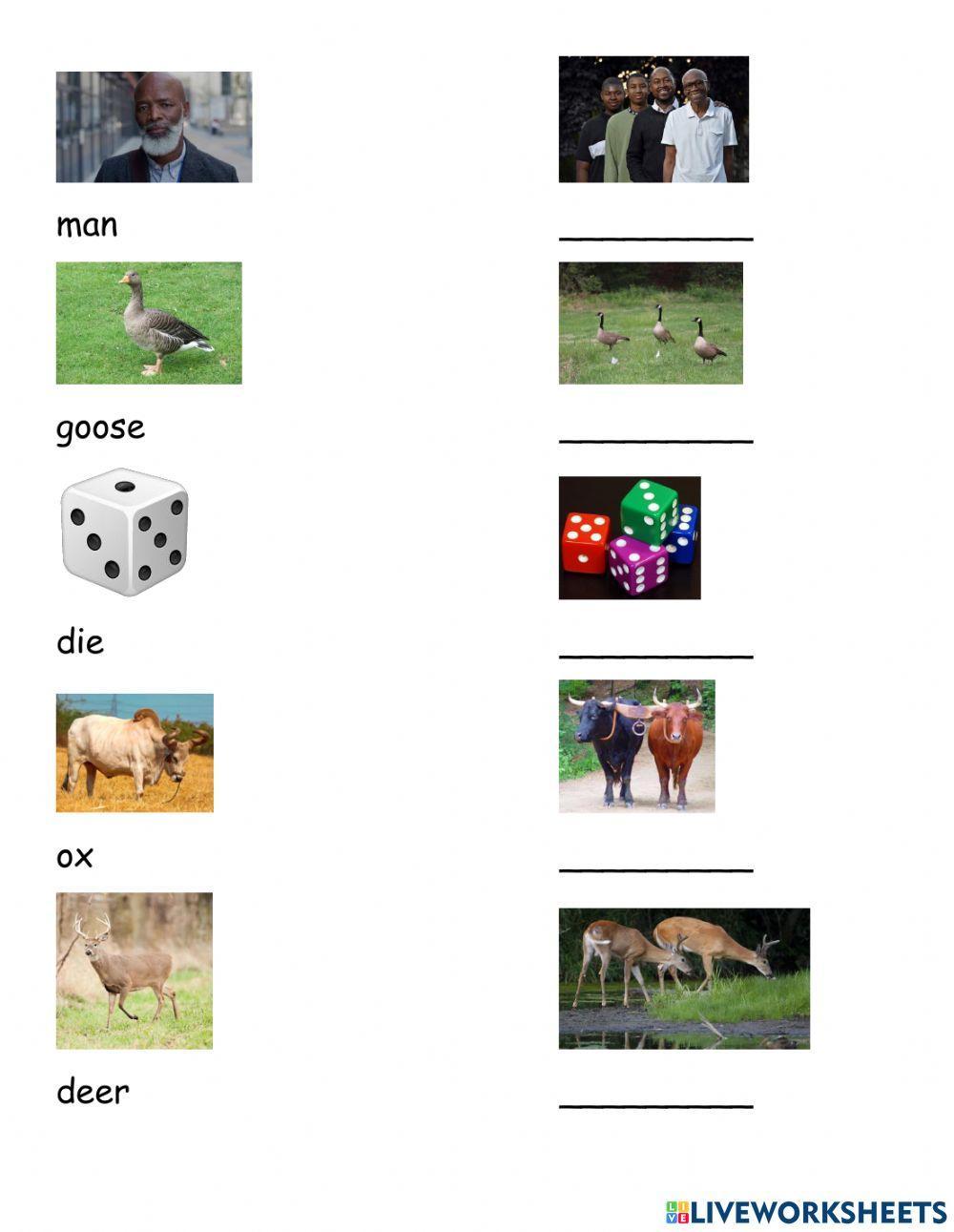 Irregular Plural Nouns