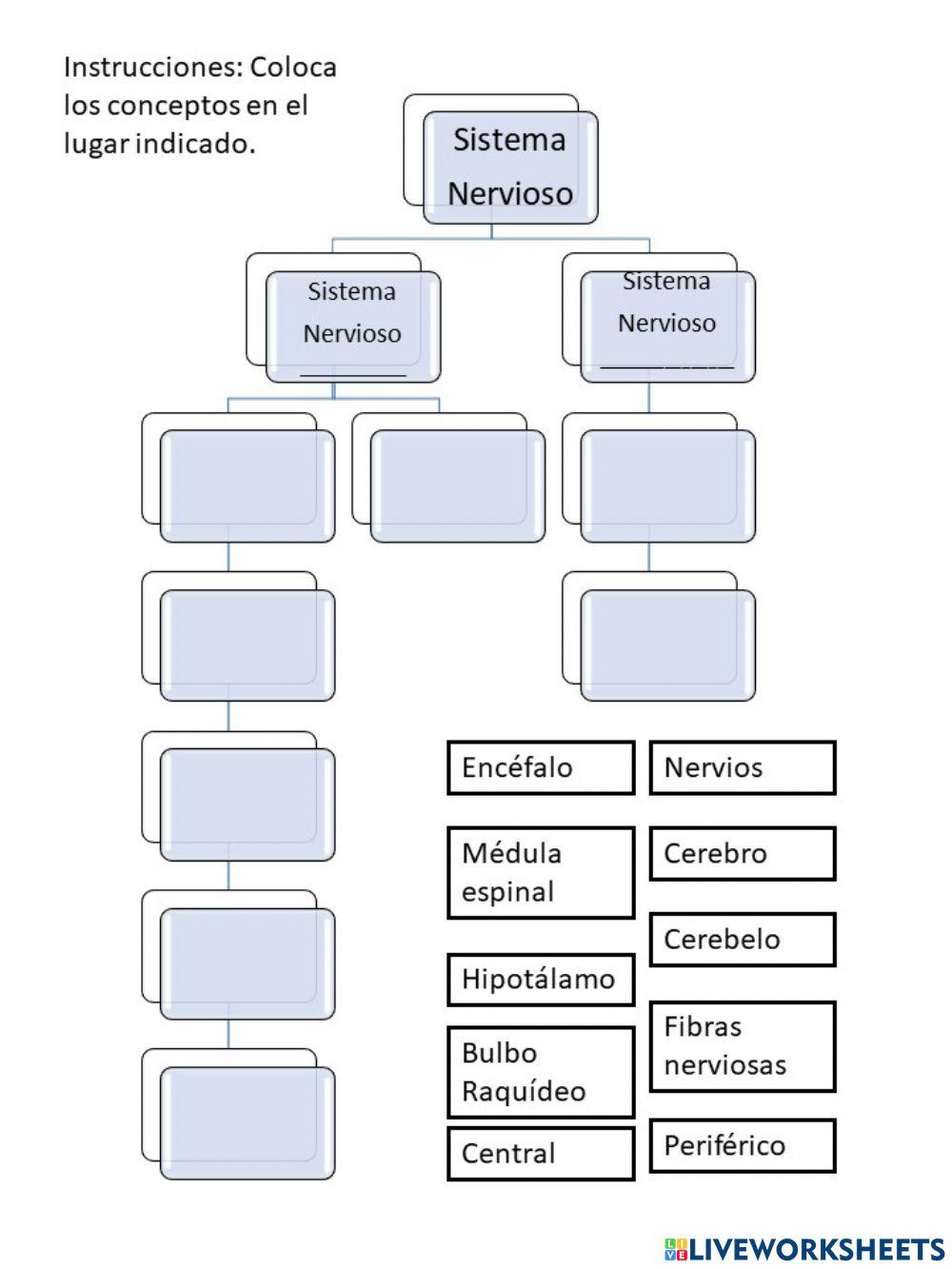 Mapa conceptual Sistema nervioso