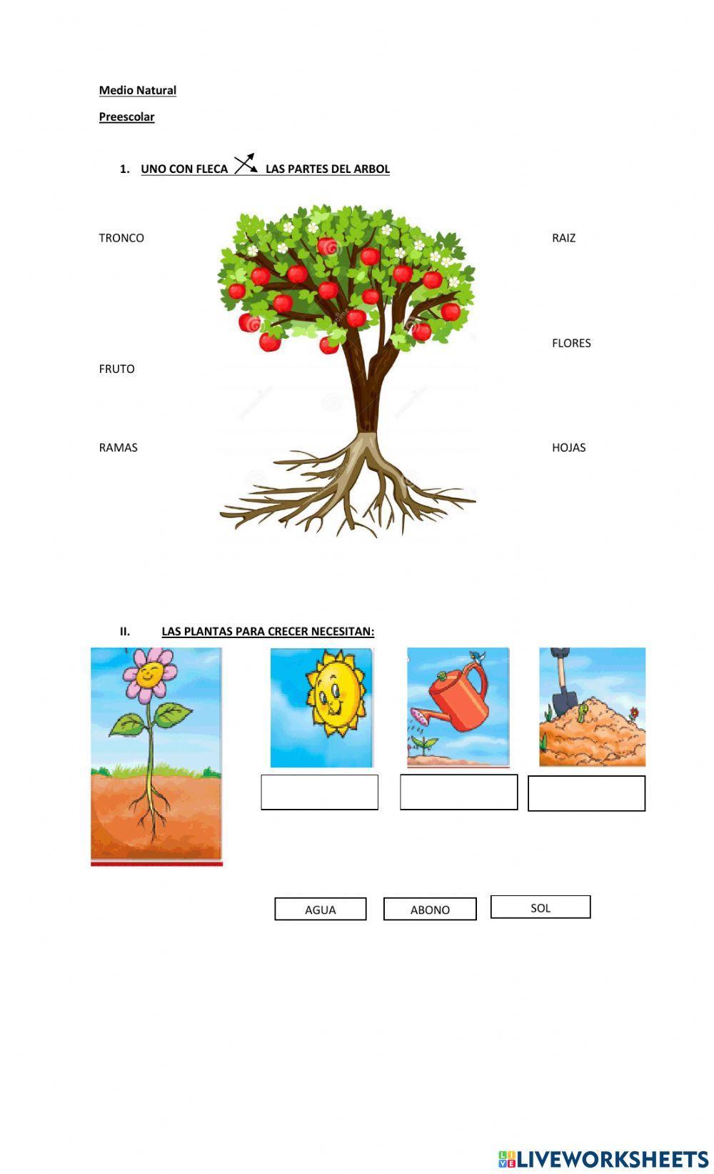 Partes y cuidados de las plantas