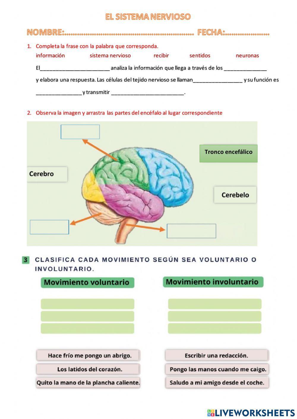 Sistema nervioso y endócrino