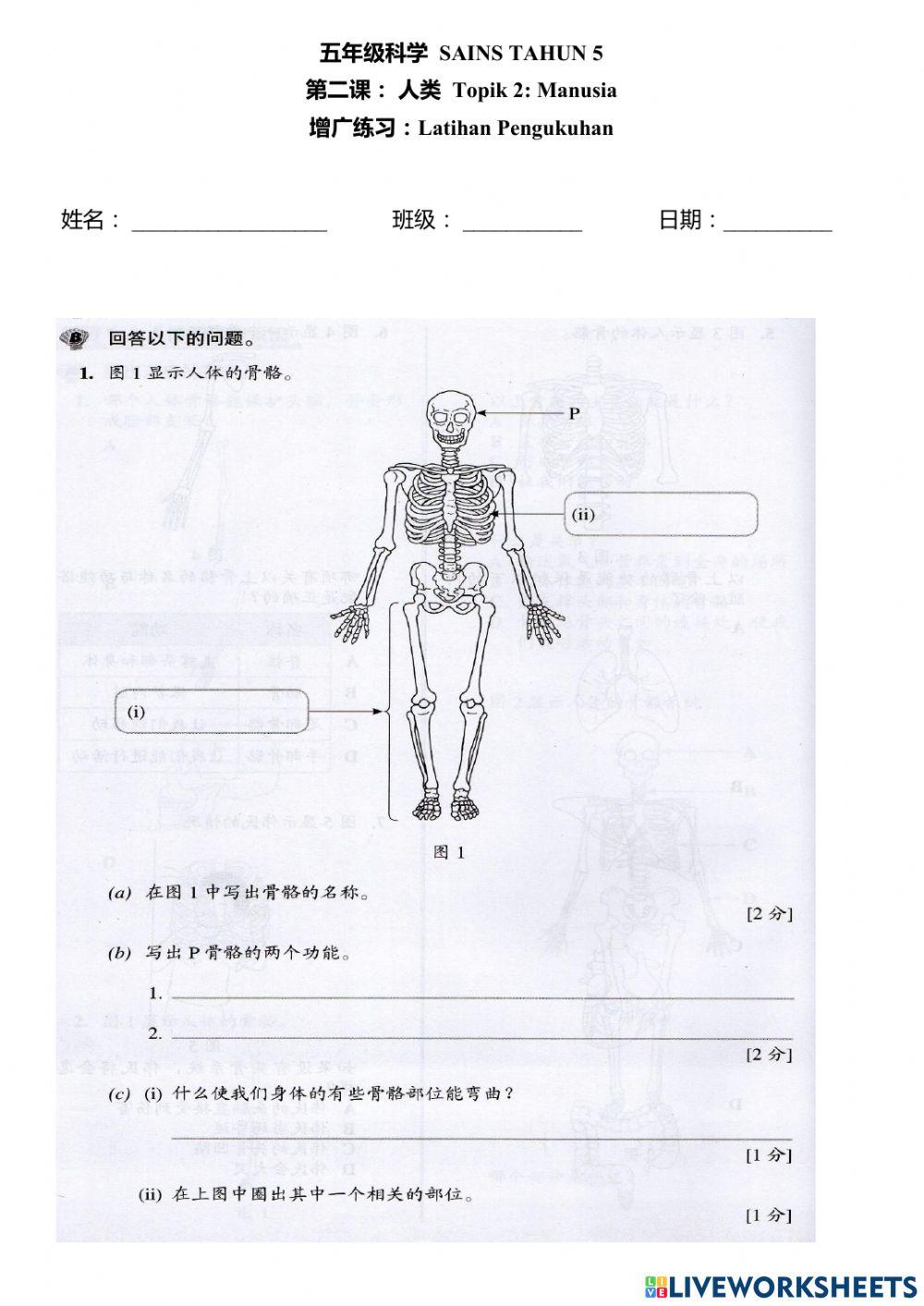 五年级科学:人类