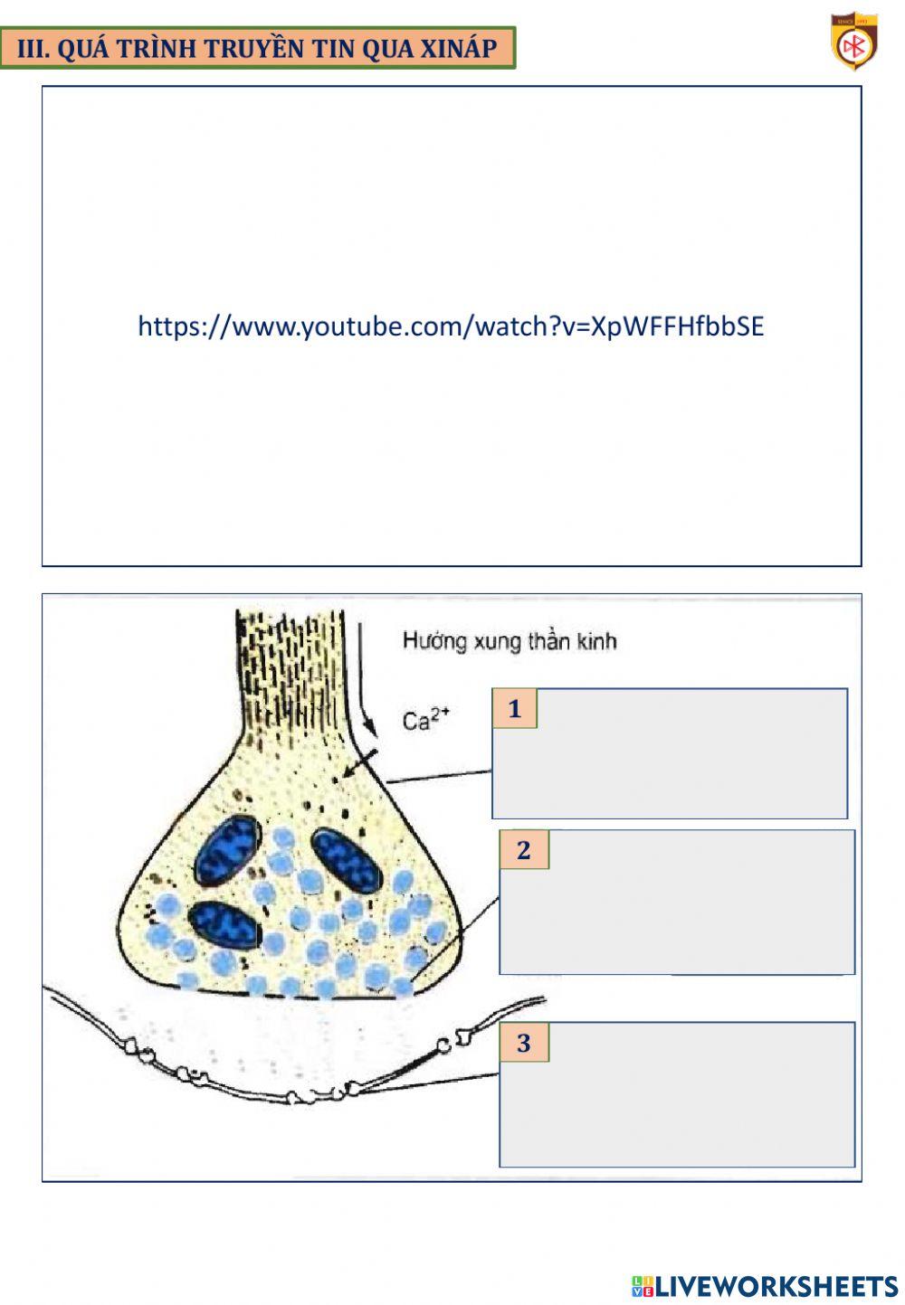 Bài 30 sinh 11 Truyen tin qua xinap