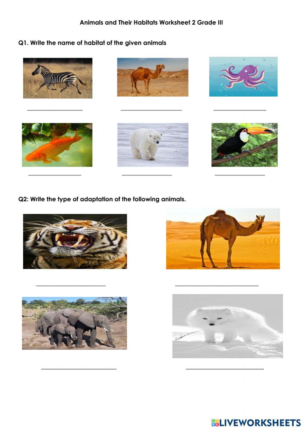 Animals and Their habitats Worksheet