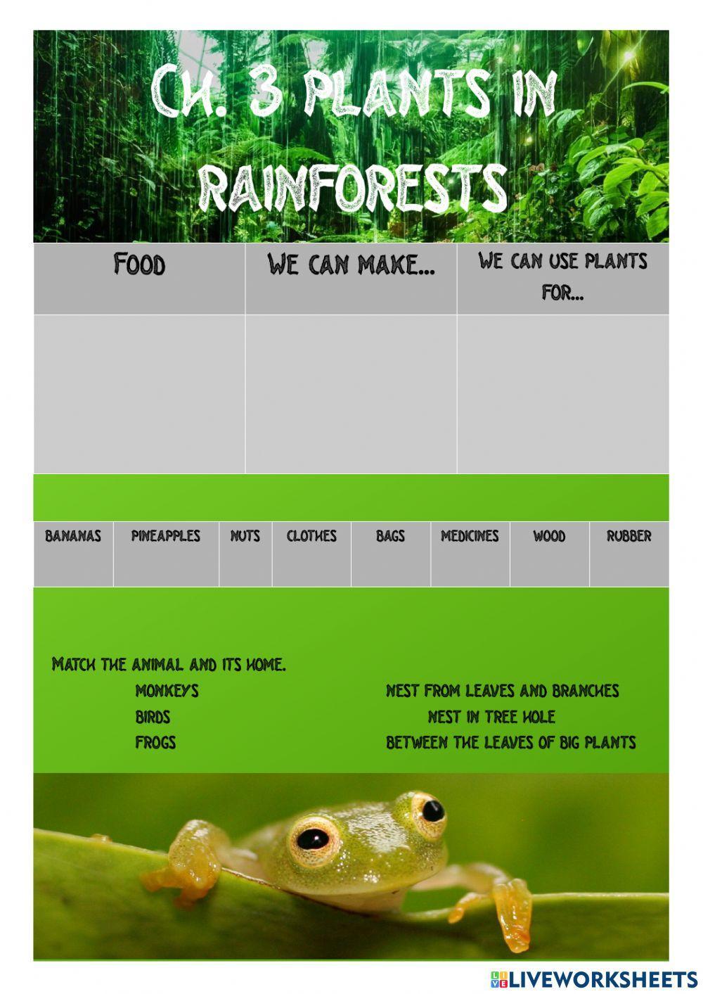 Rainforest plants and animals