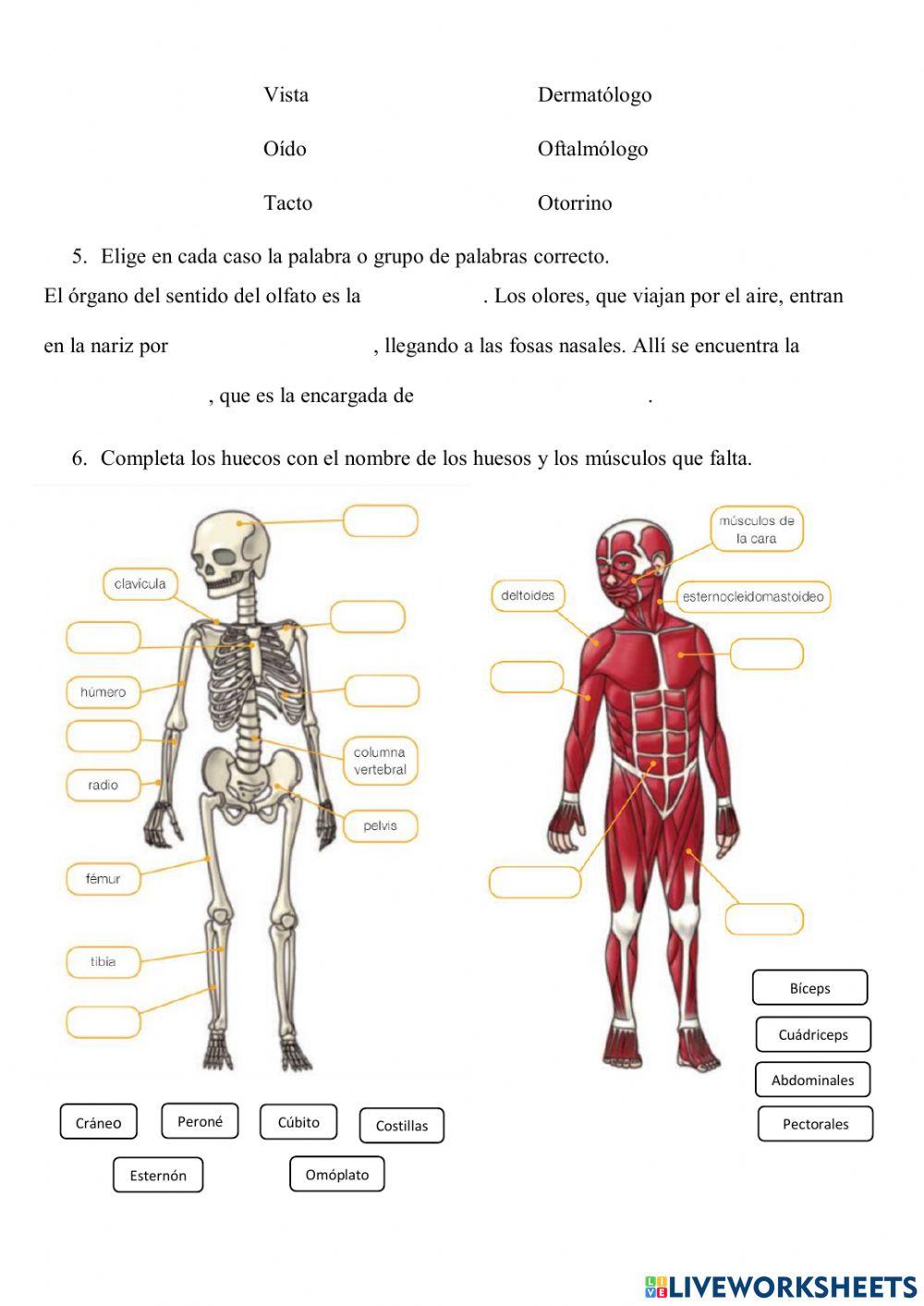 Los sentidos y el aparato locomotor Los sentidos y el aparato locomotor