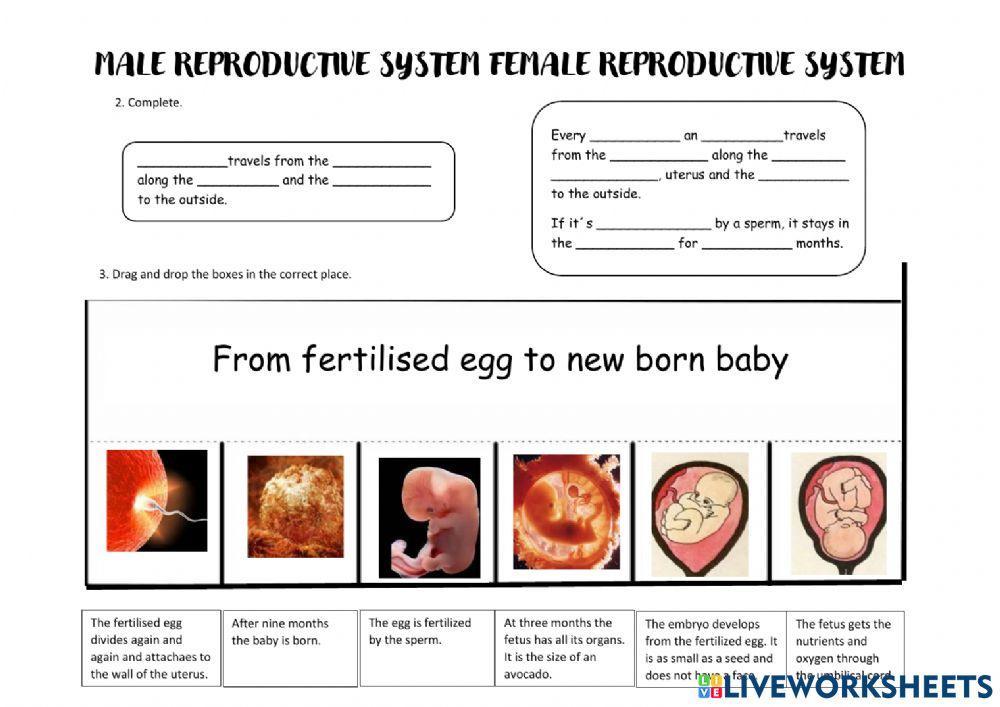 Reproductive systems