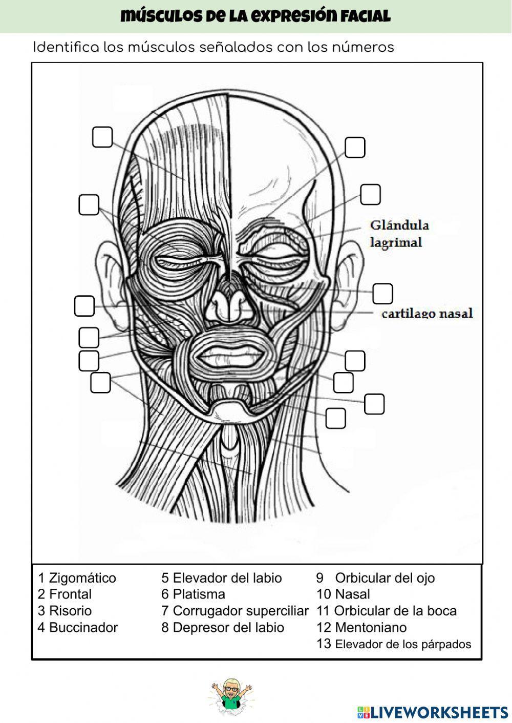Musculos expresión facial