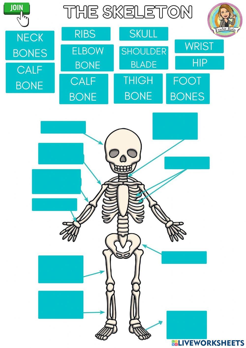 The skeleton BONES worksheet | Live Worksheets