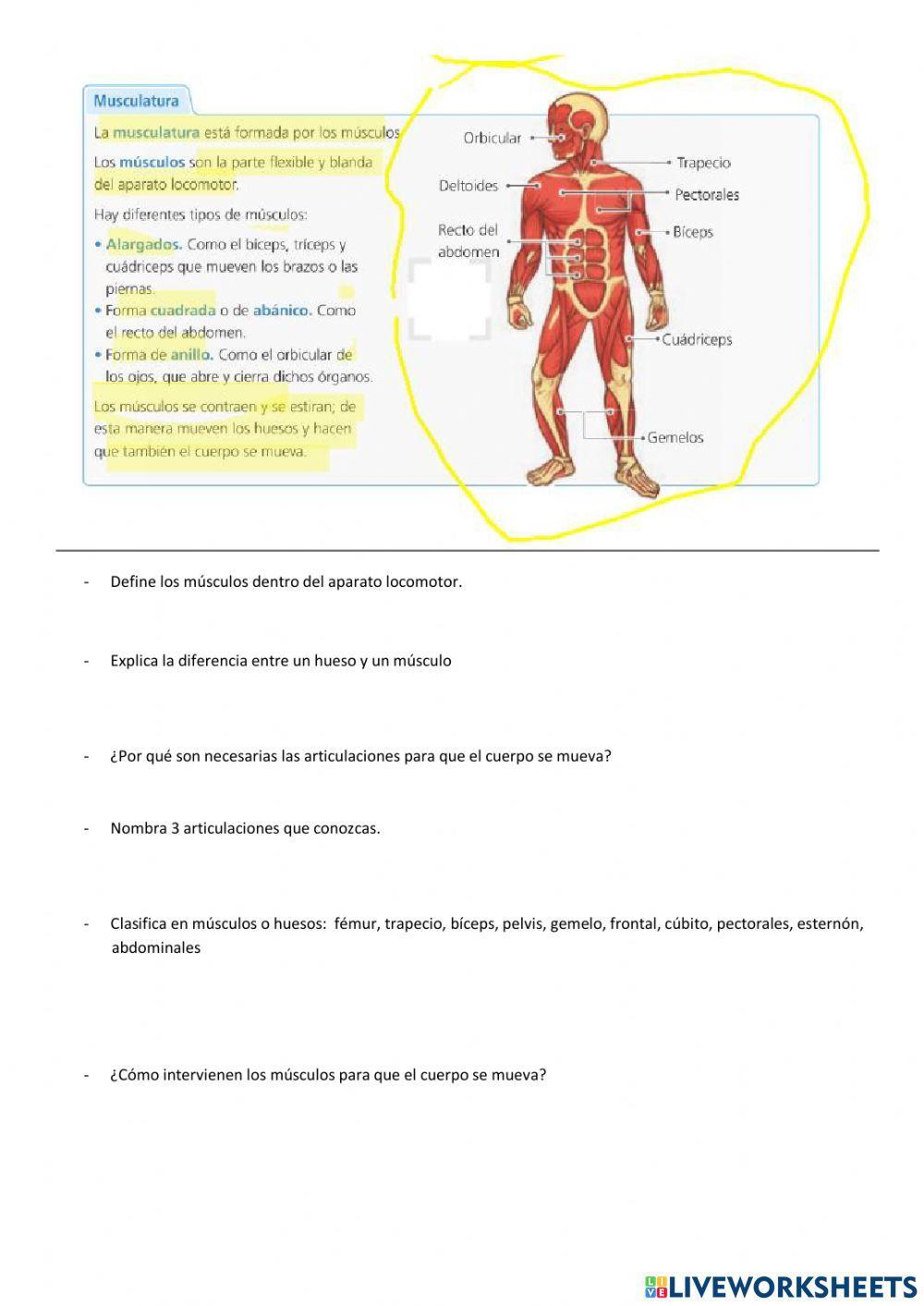 Cuestiones aparato locomotor