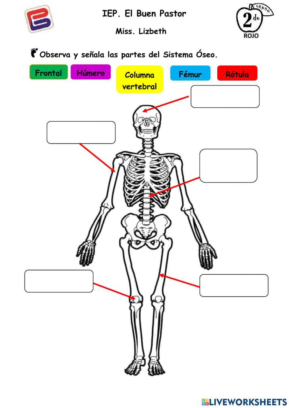 Partes del sistema óseo