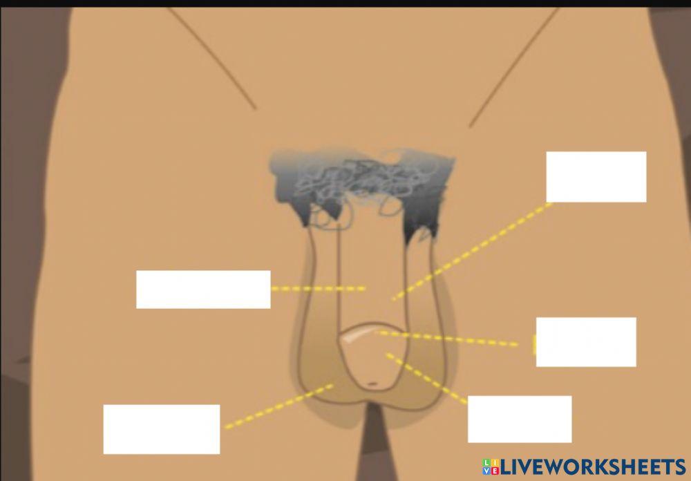 Parts de l'aparell reprodcutor masculi extern