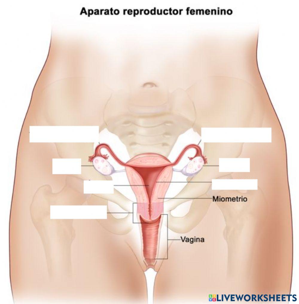 Parts aparell reproductor femeni intern