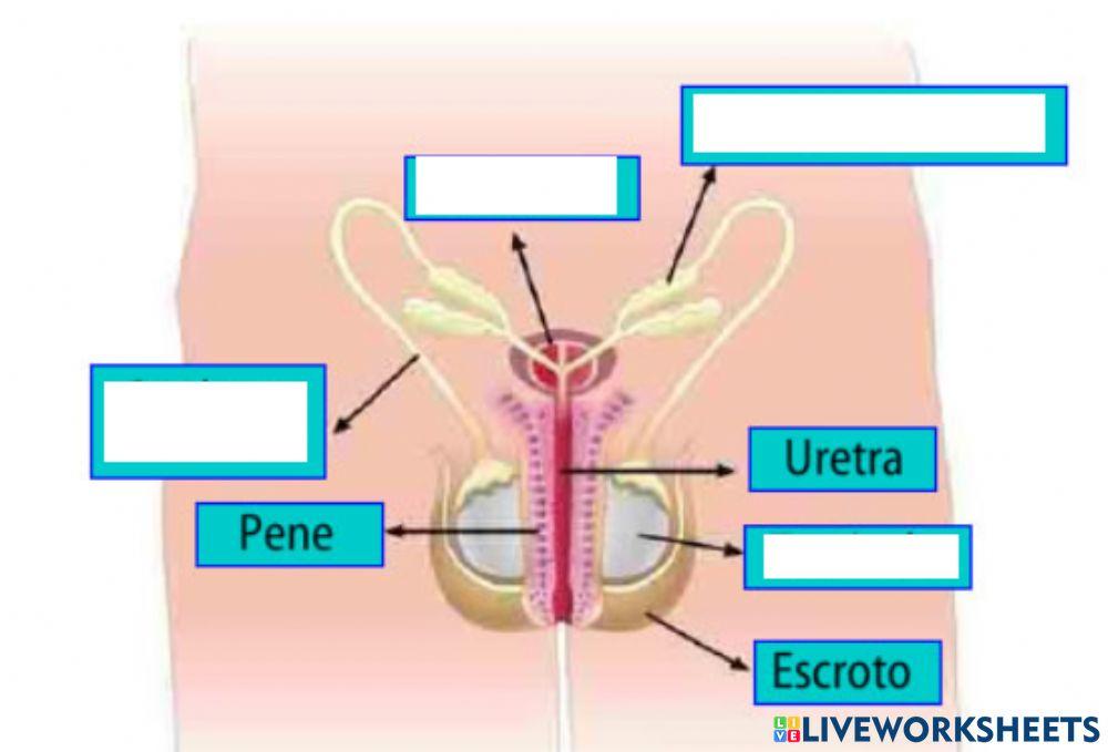 Aparell reproductor masculí intern