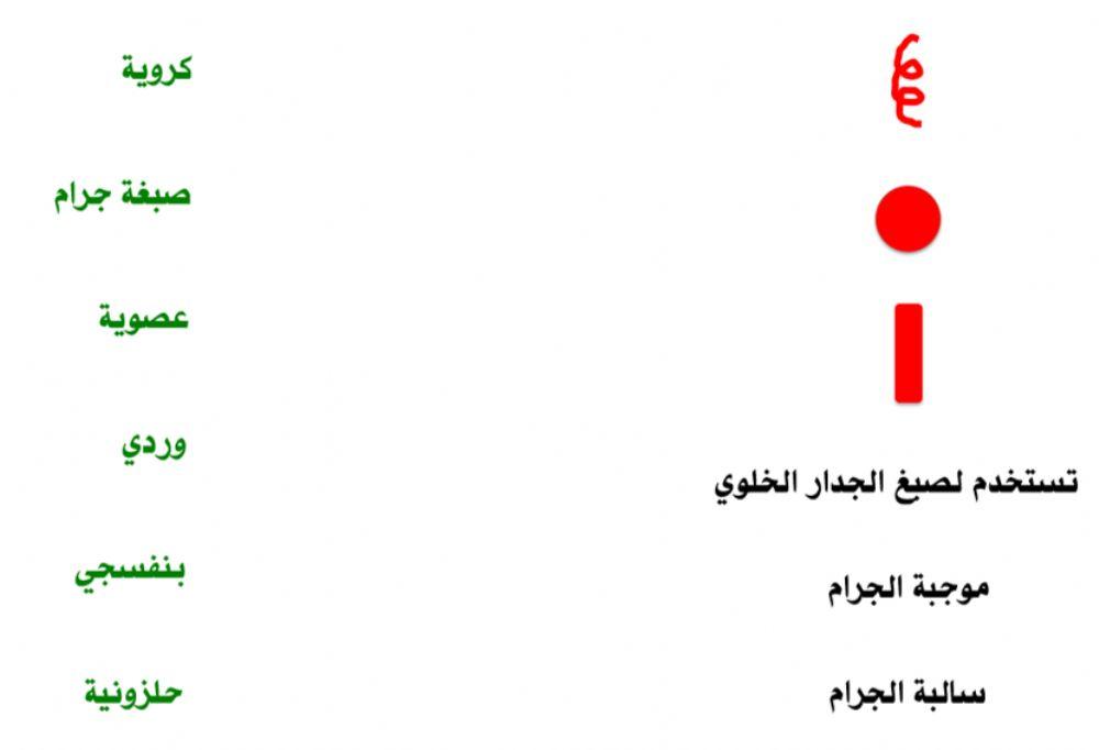 التعرف على البكتيريا