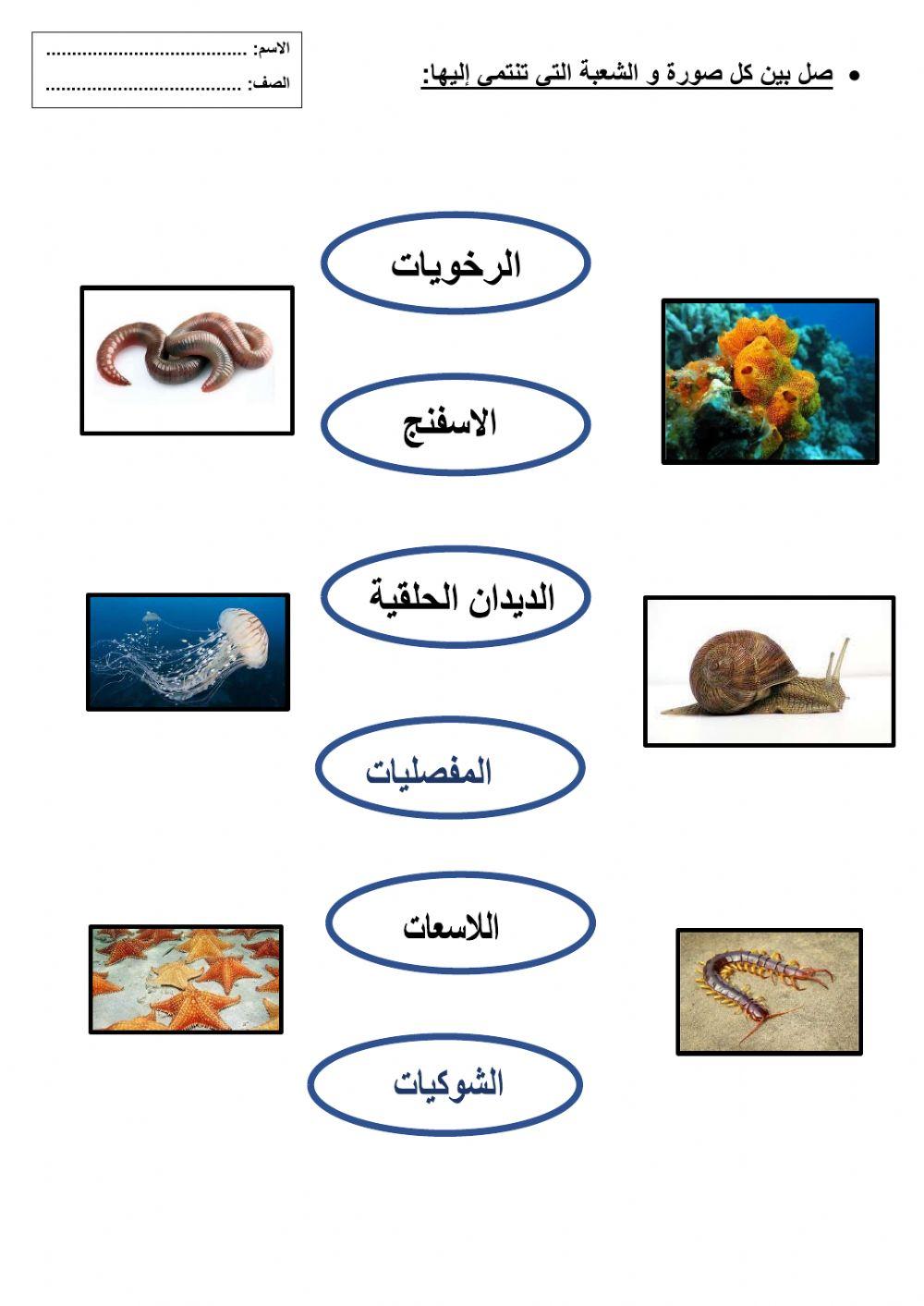 شعب اللافقاريات