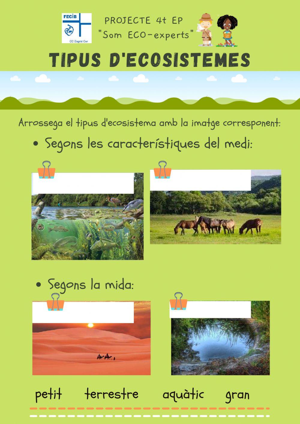 Tipus d'ecosistemes