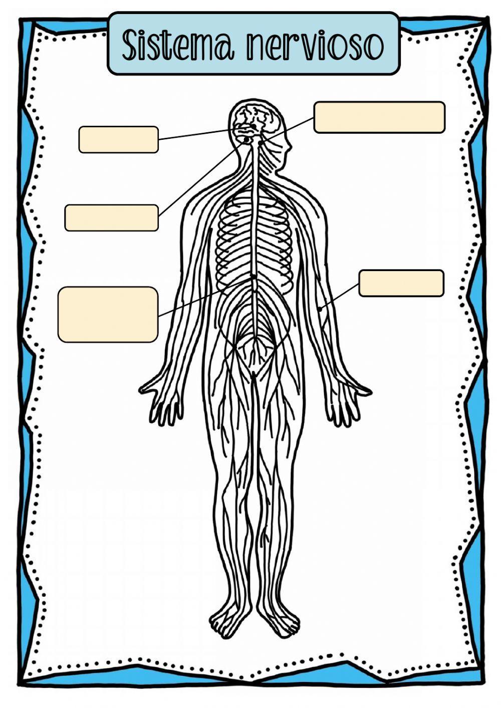 Sistema nervioso y sentidos