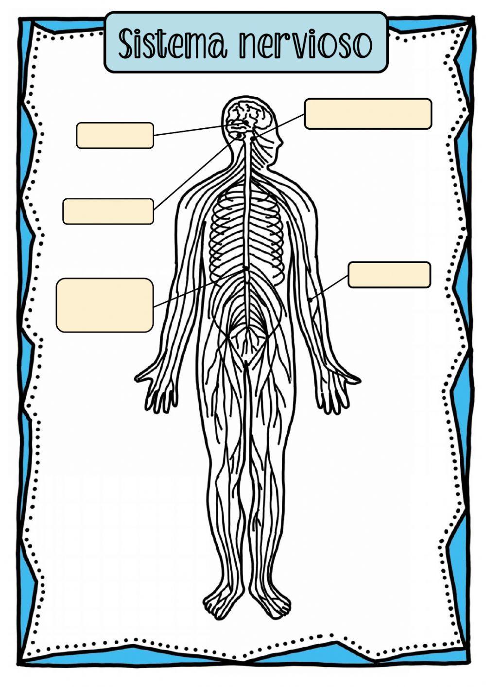 Sistema nervioso y sentidos