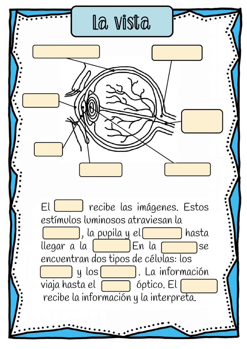 Sistema nervioso y sentidos