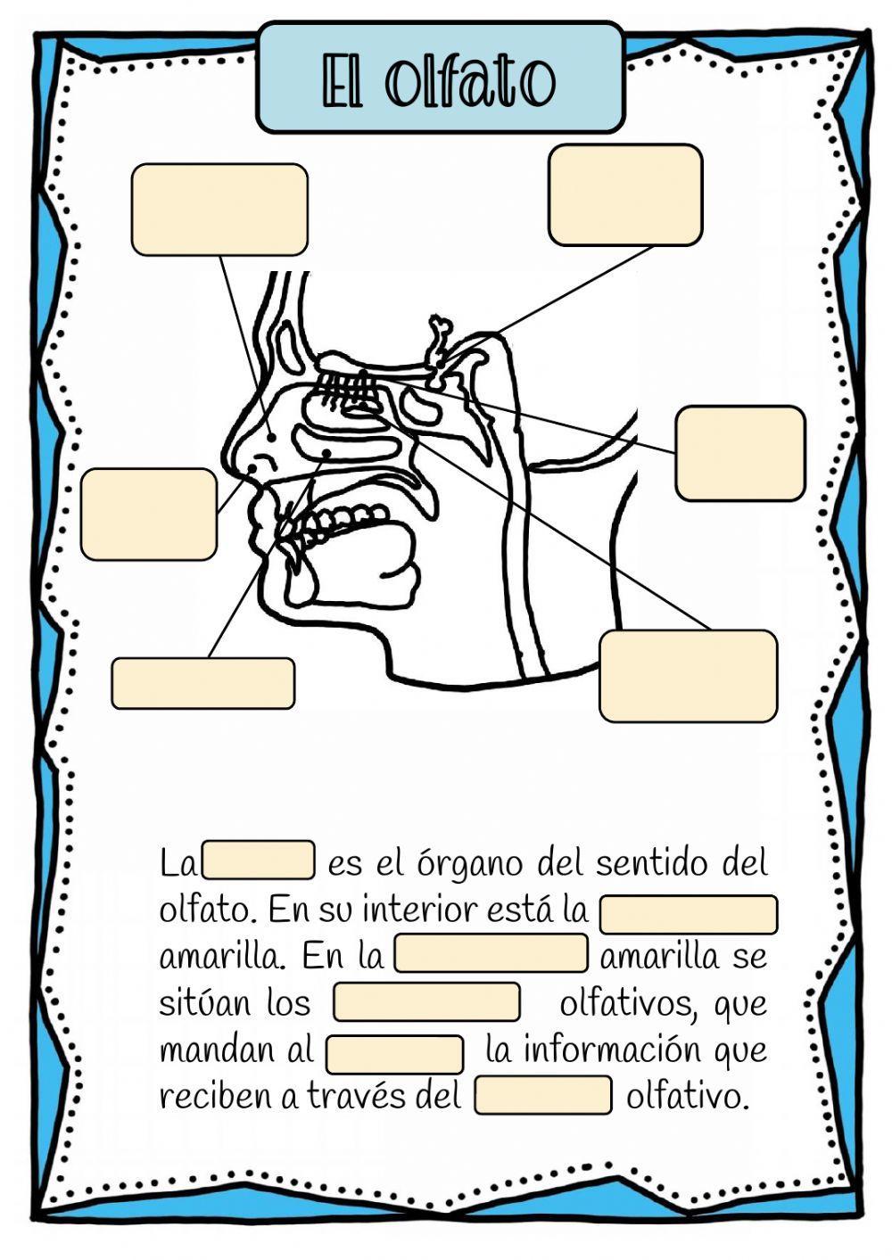 Sistema nervioso y sentidos
