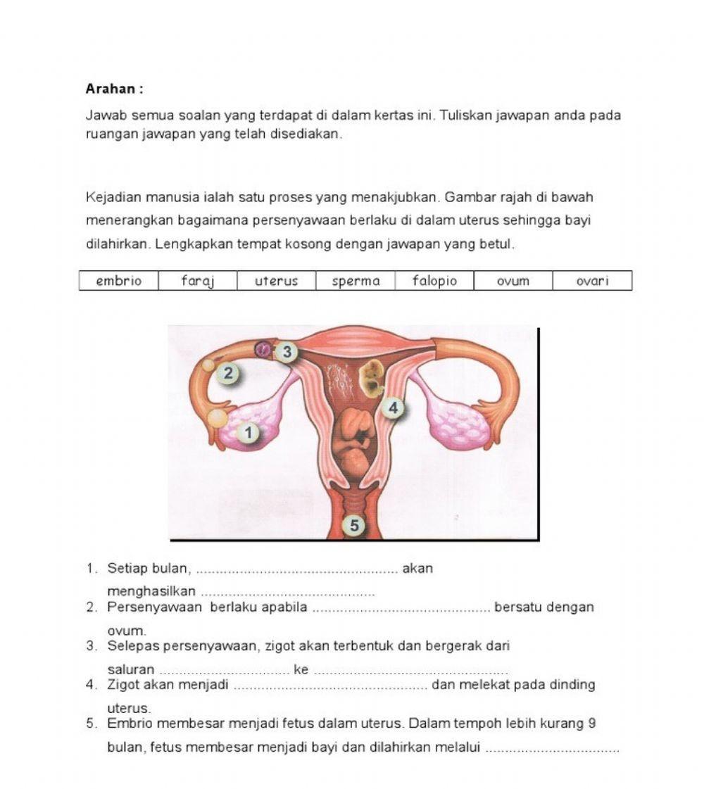 Proses Kejadian Manusia