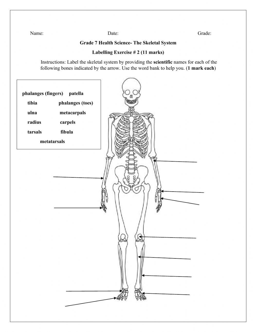 The Skeletal system
