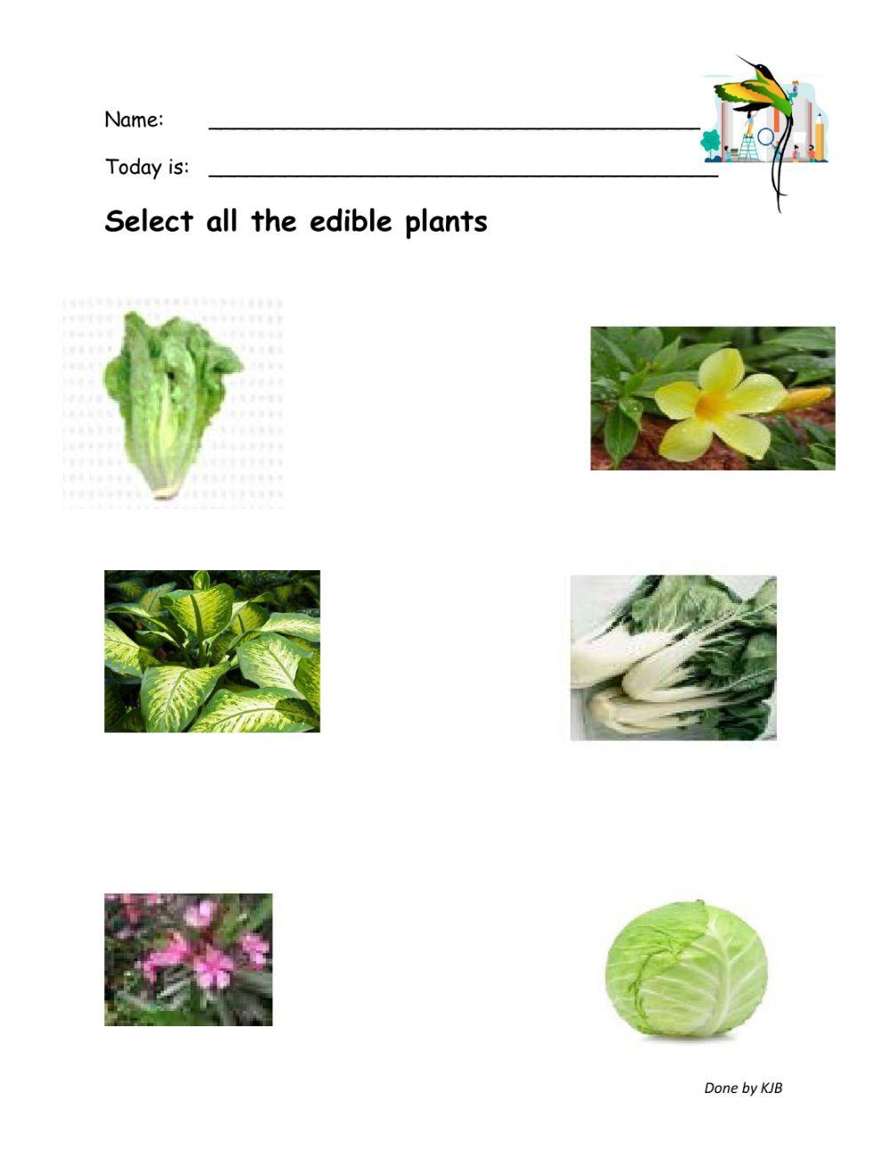 Plants