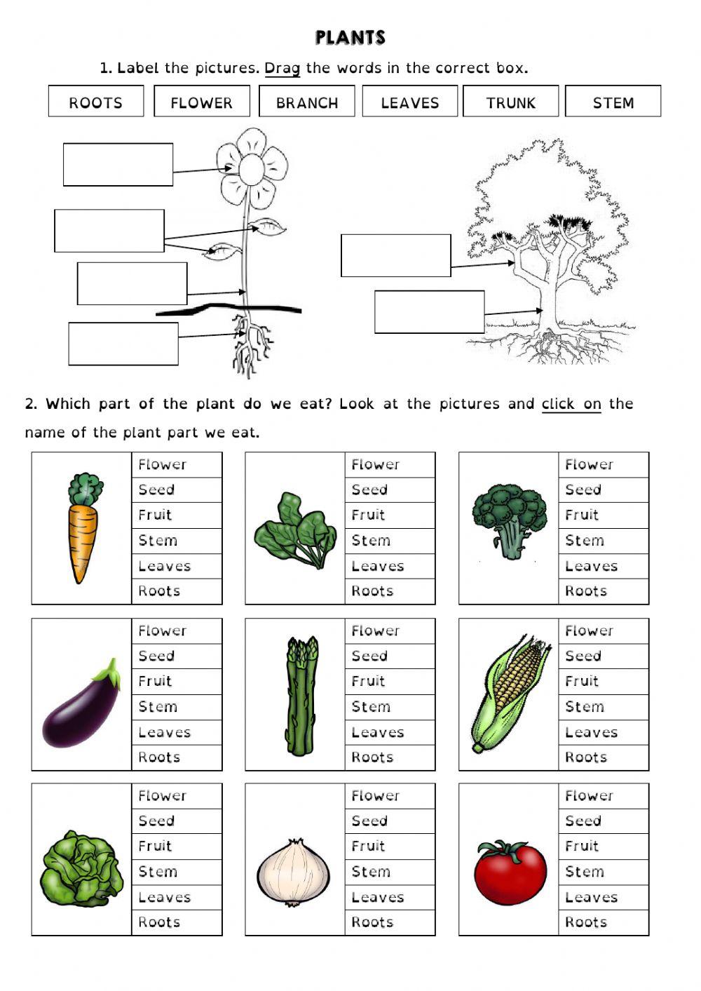PLANTS PARTS AND JOBS YEAR 3