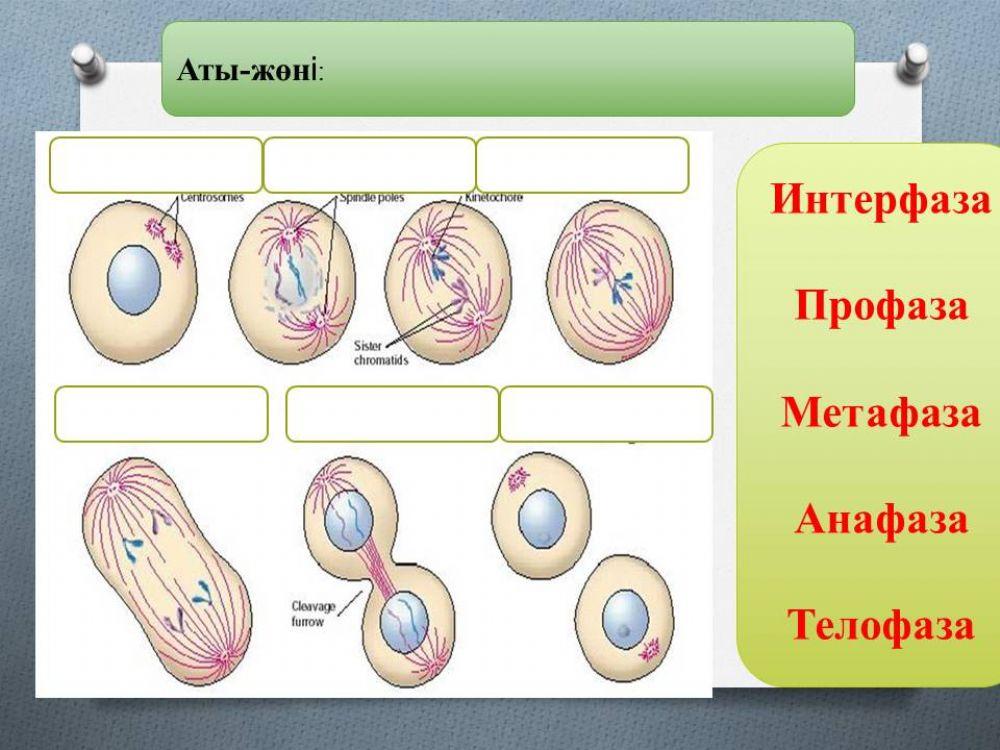 684137 | Митоз | Ersain Asyl | LiveWorksheets