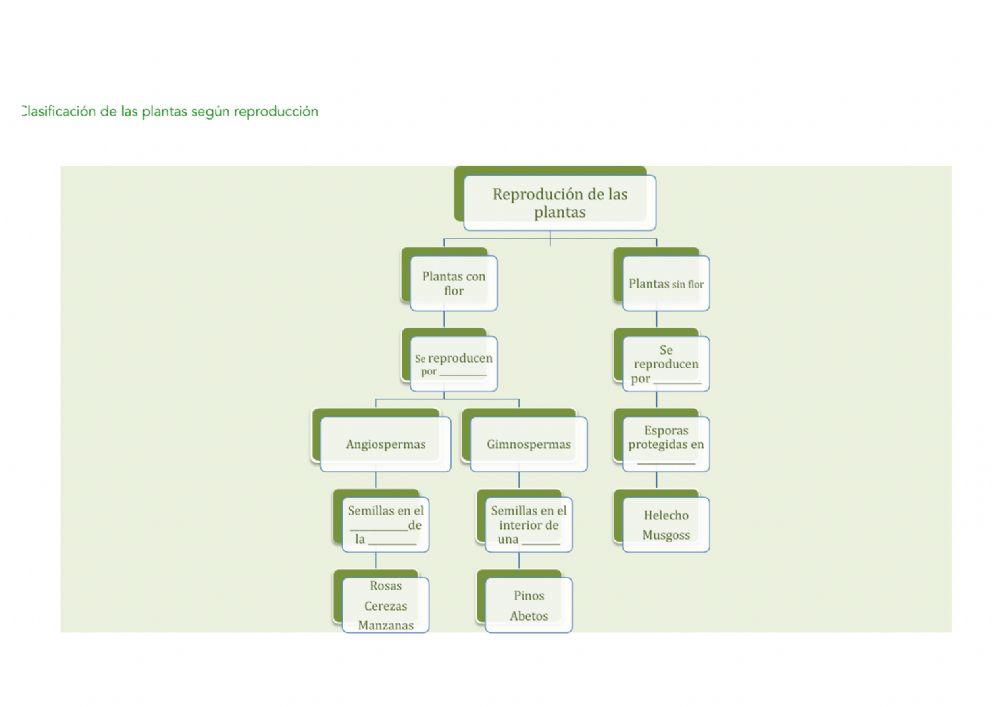 Completa el esquema de la reproducción de las plantas