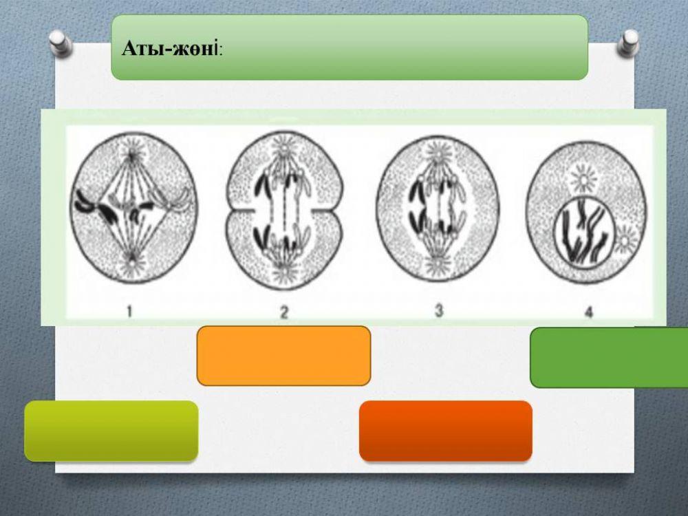684188 | Митоз | Ersain Asyl | LiveWorksheets