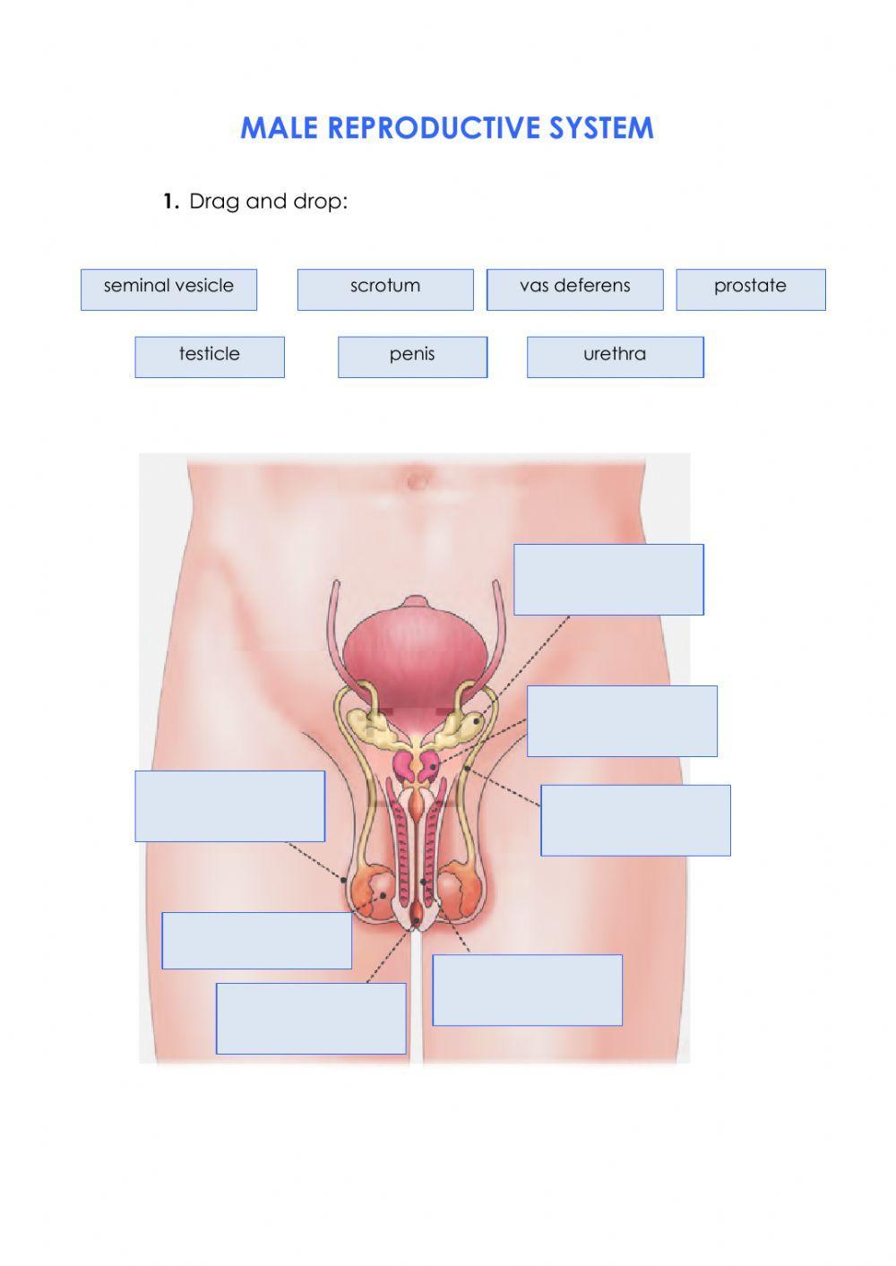 Male reproductive System