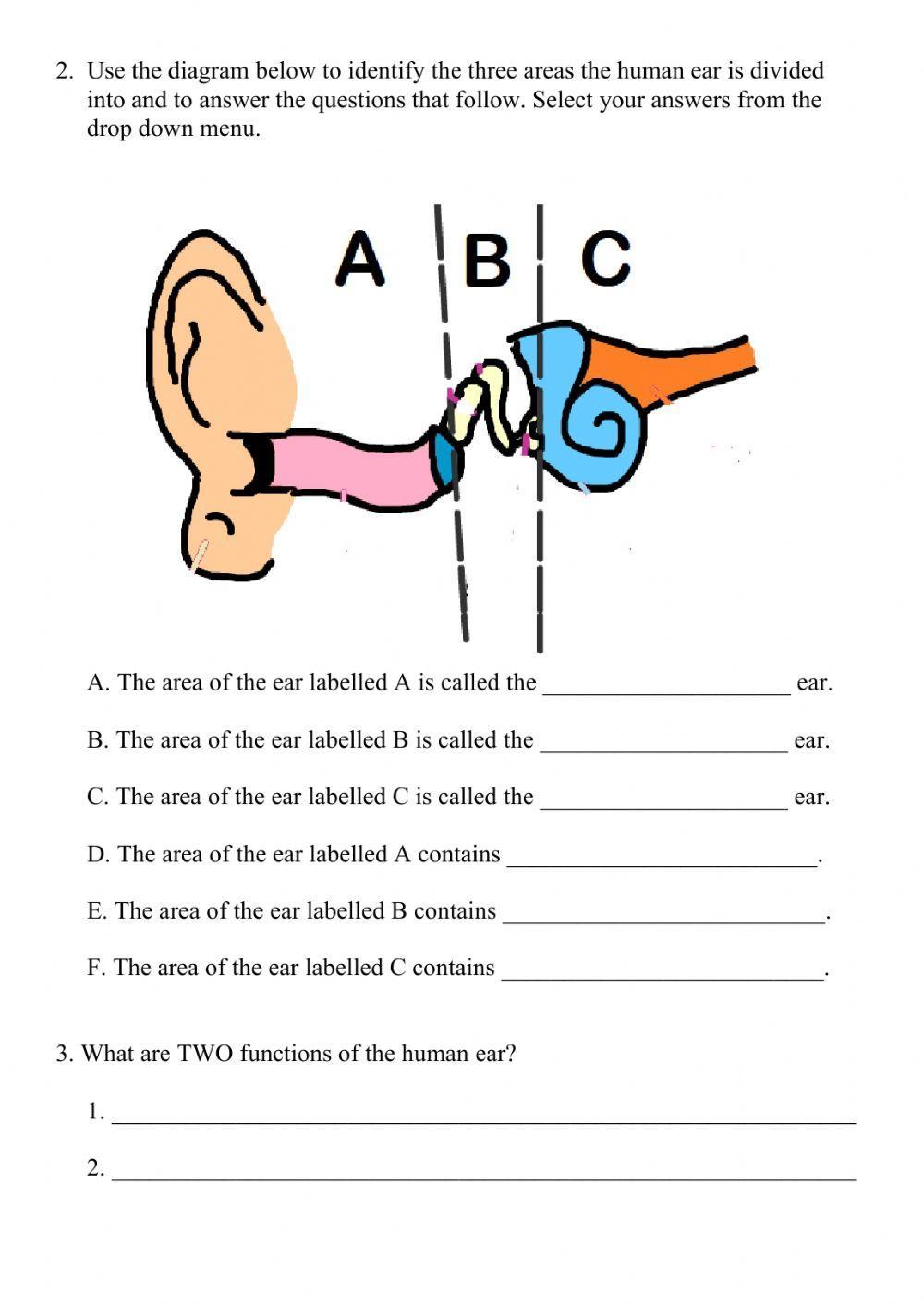 Sensory Organs - Parts of the Ear worksheet | Live Worksheets sensory-organs-parts-of-the-ear-worksheet-live-worksheets