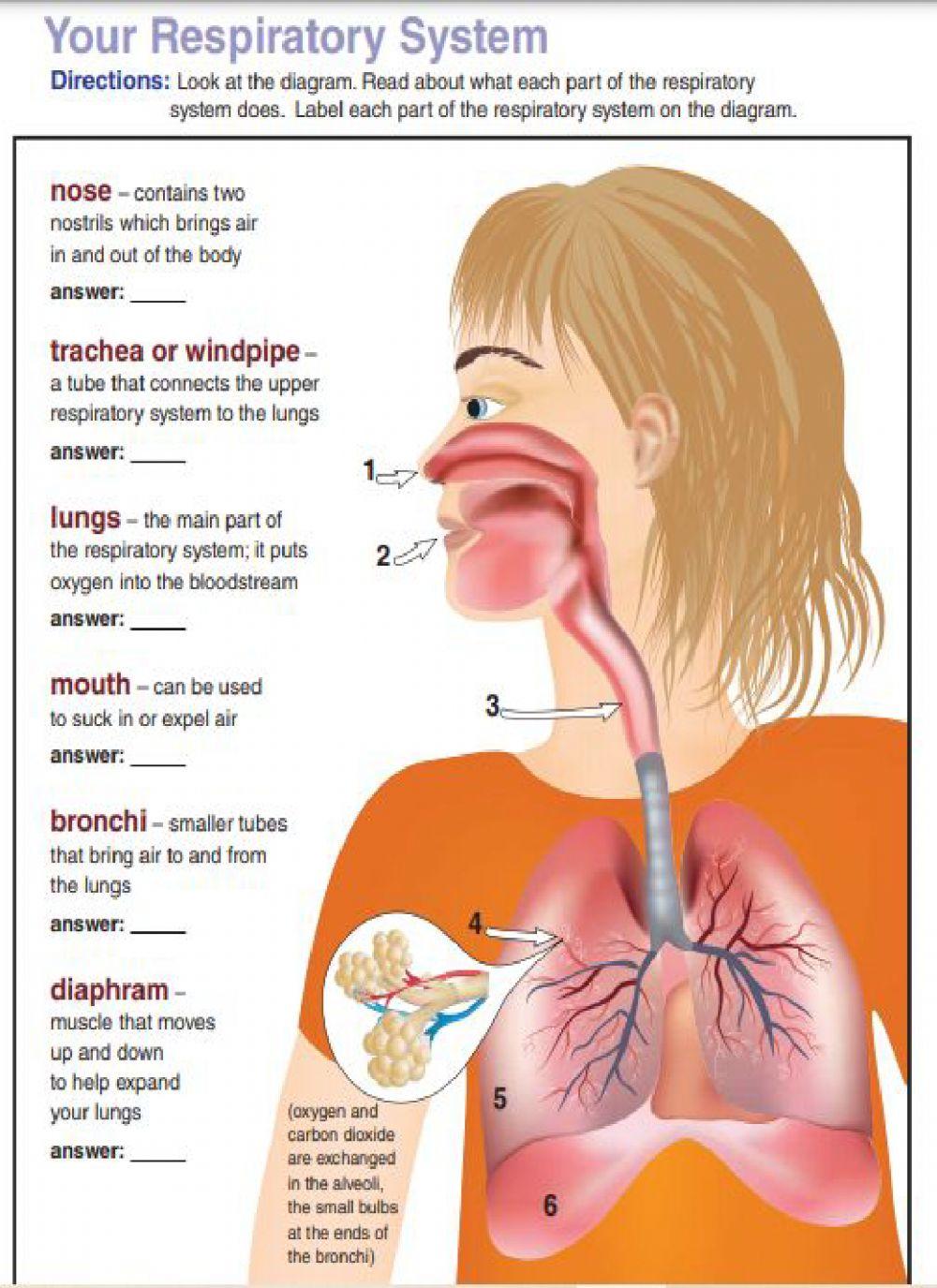 The Respiratory System