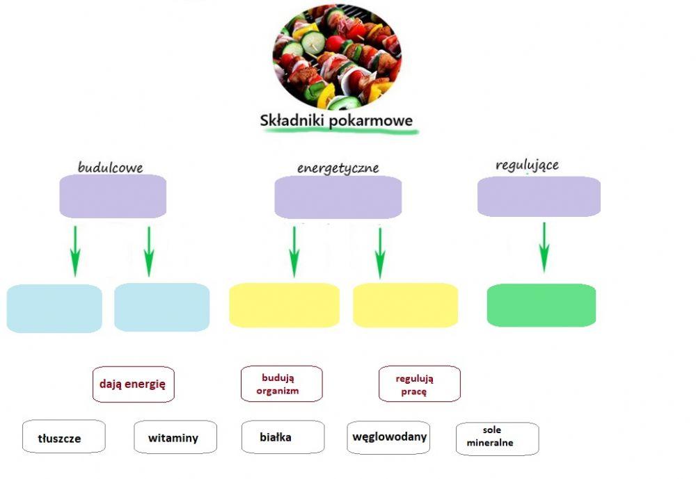 Podział i rola składników pokarmowych.