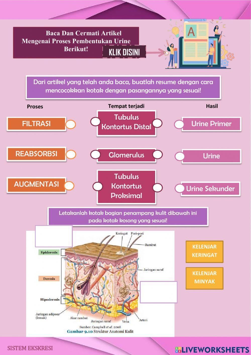 LDS sistem ekskresi SMP kelas 8