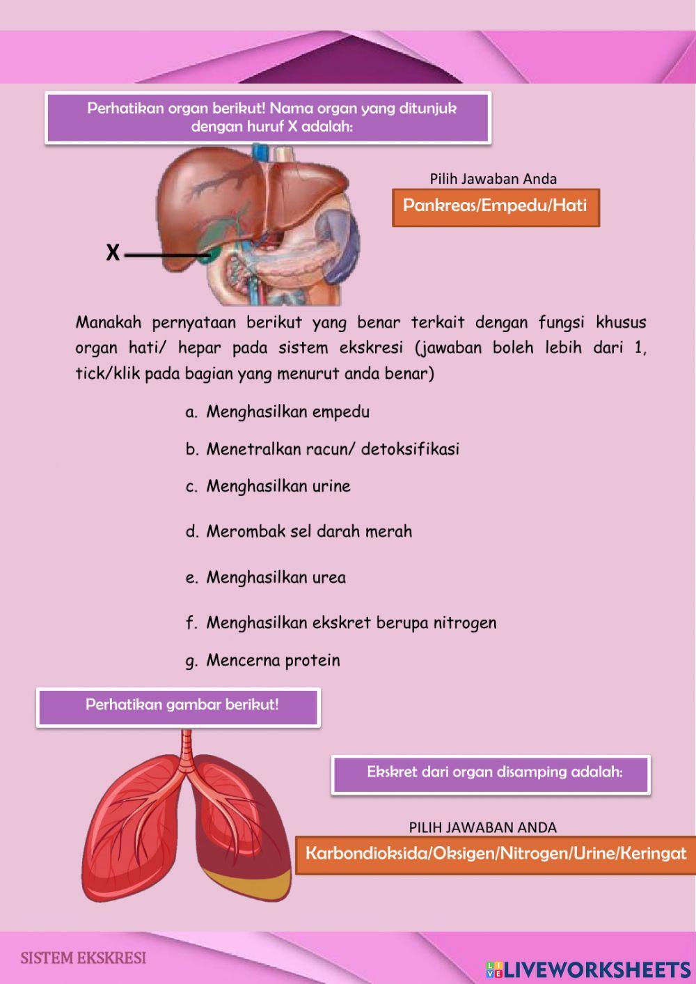 LDS sistem ekskresi SMP kelas 8