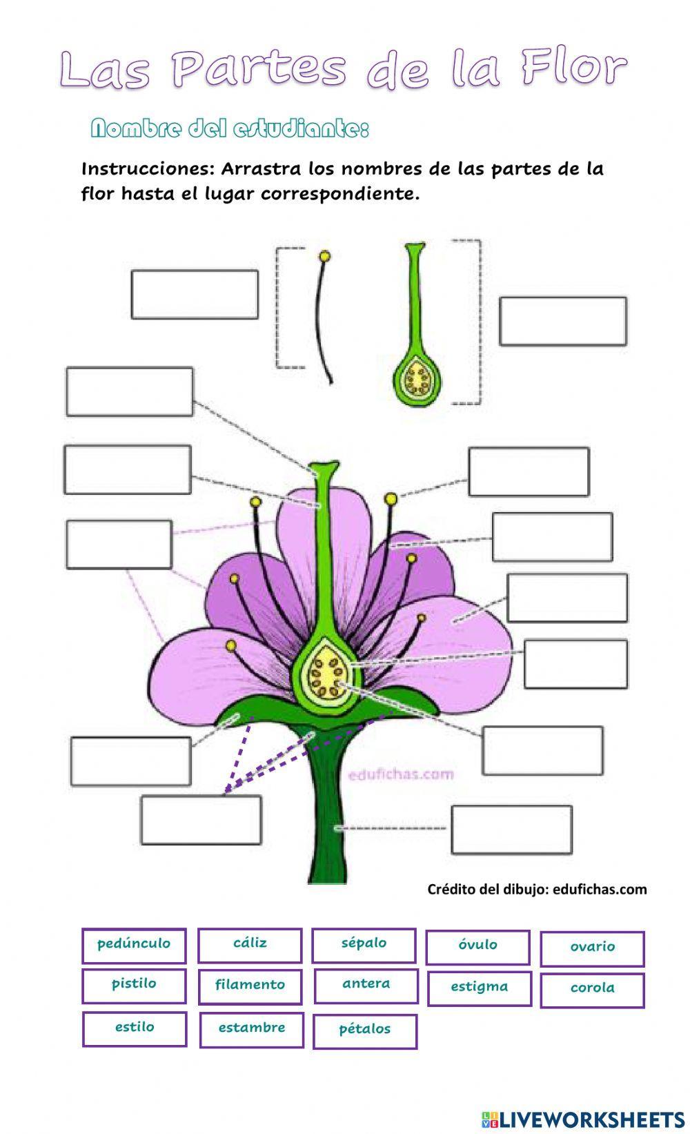Las partes y fu… | Free Interactive Worksheets | 710522, image size:1000x1643