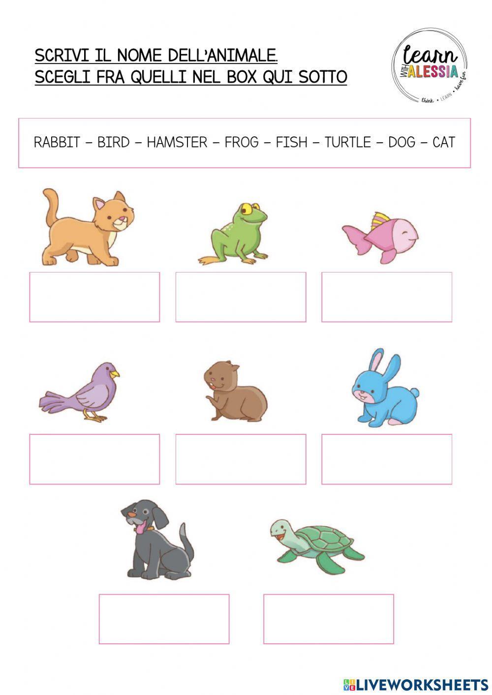Animals - Pets Animals - Pets