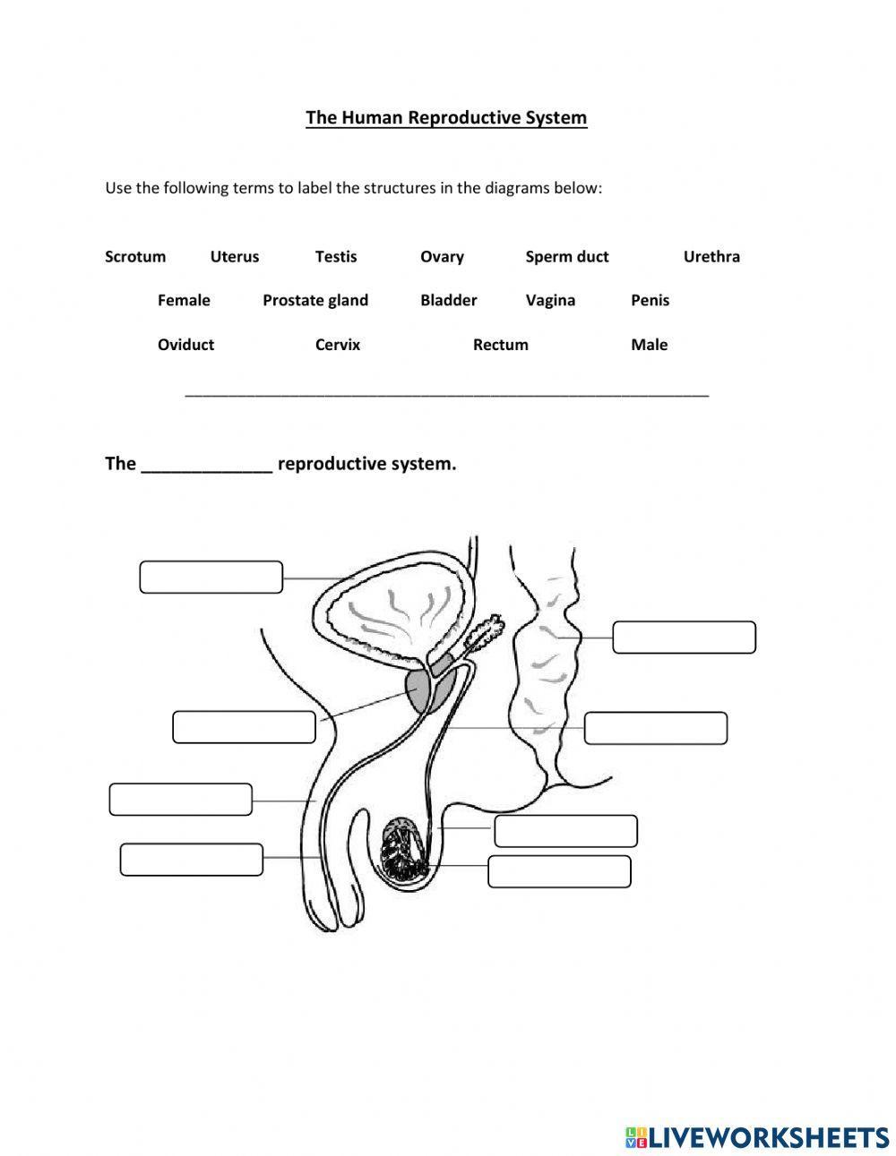 Labelling the Human Reproductive System