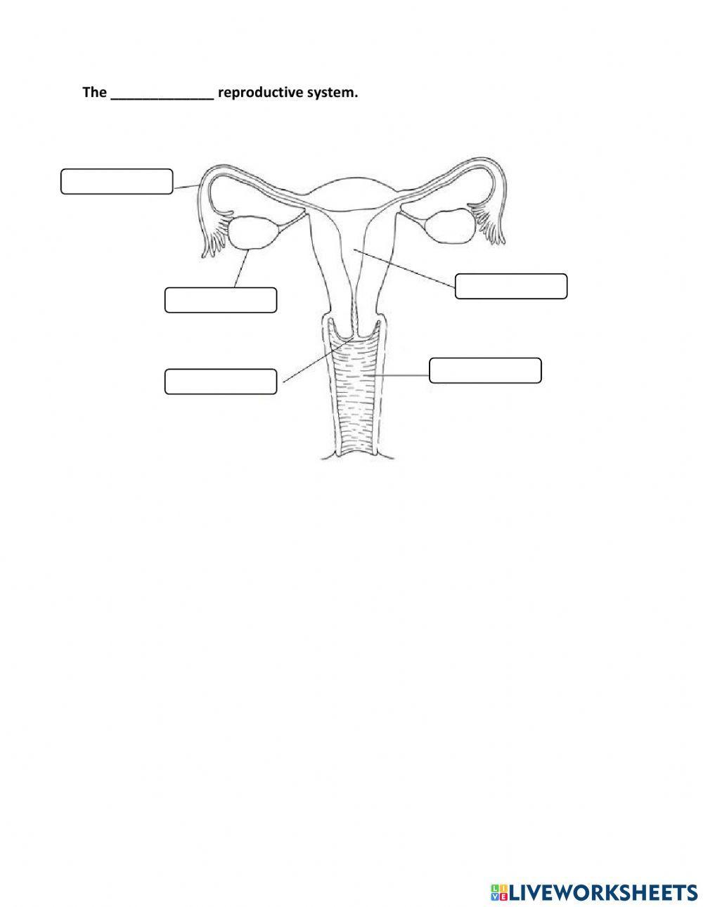 Labelling the Human Reproductive System