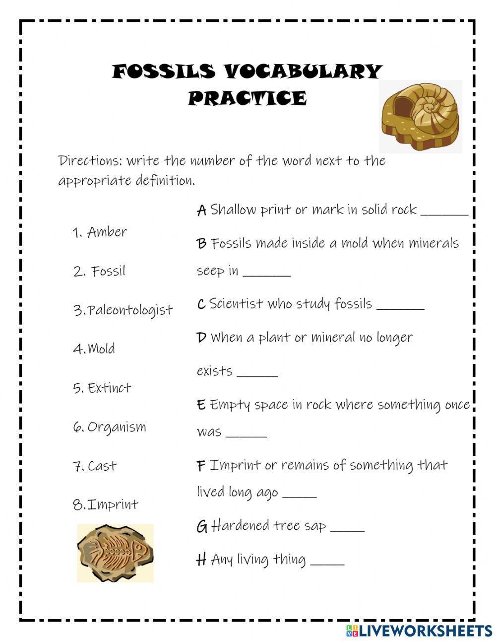 Fossils Worksheet Grade 2 fossils-worksheet-grade-2