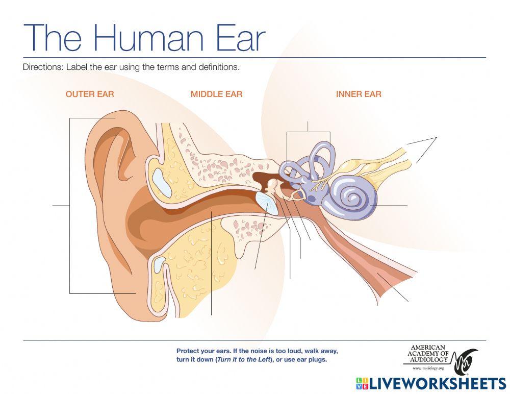 Ear Labeling Practice