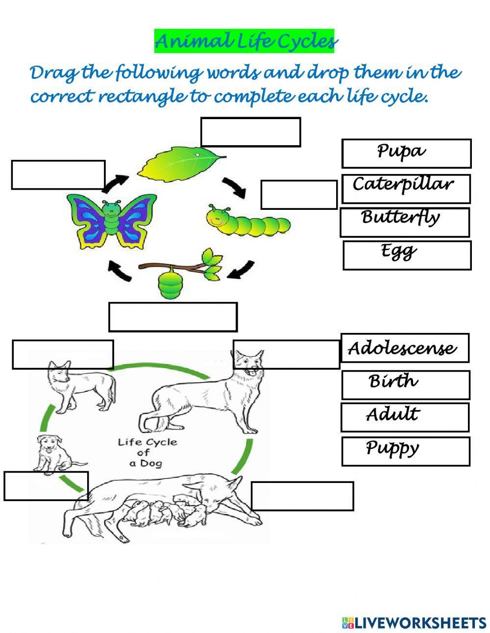 Animals Life Cycles Animals Life Cycles