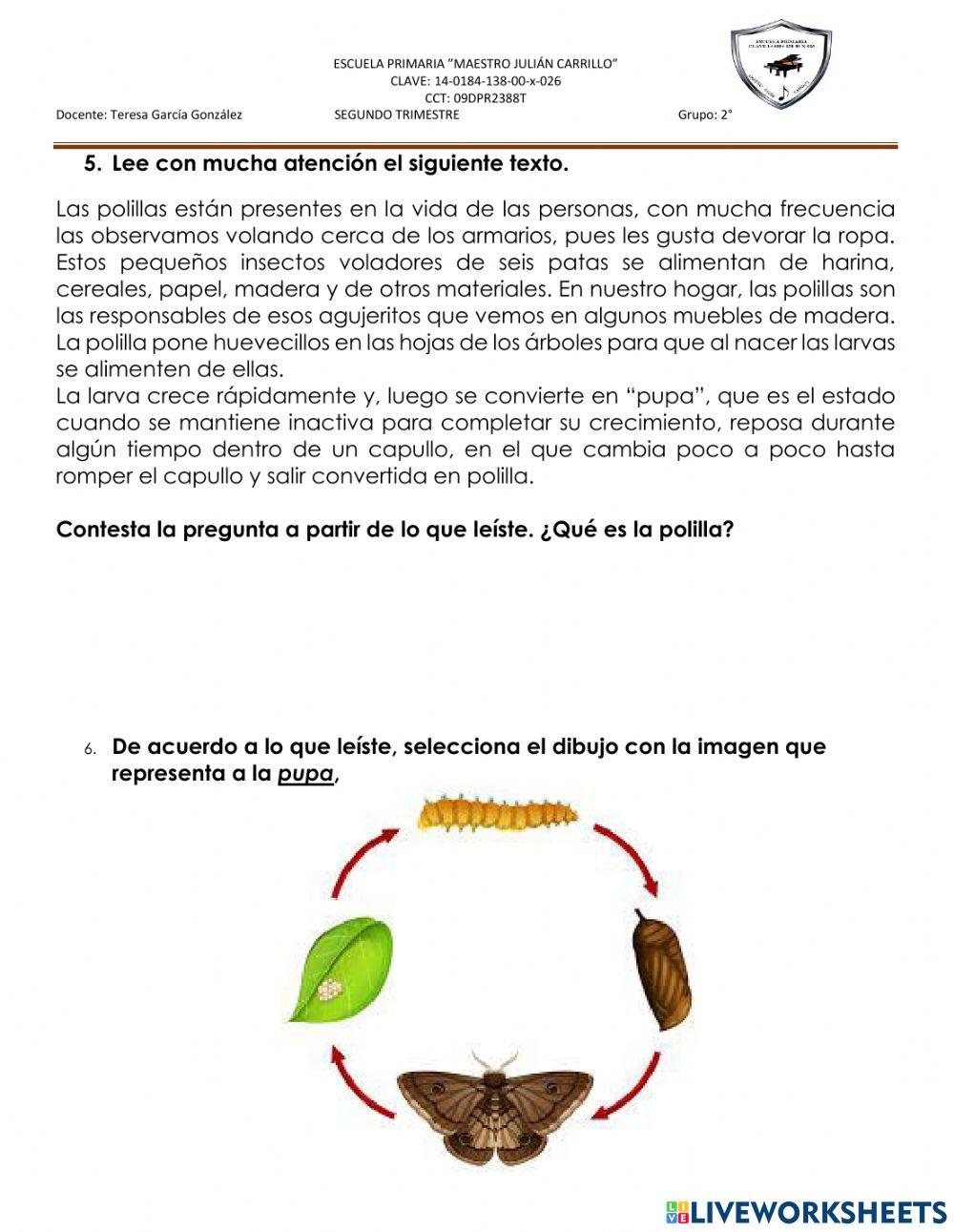 Lengua materna 2 trimestre