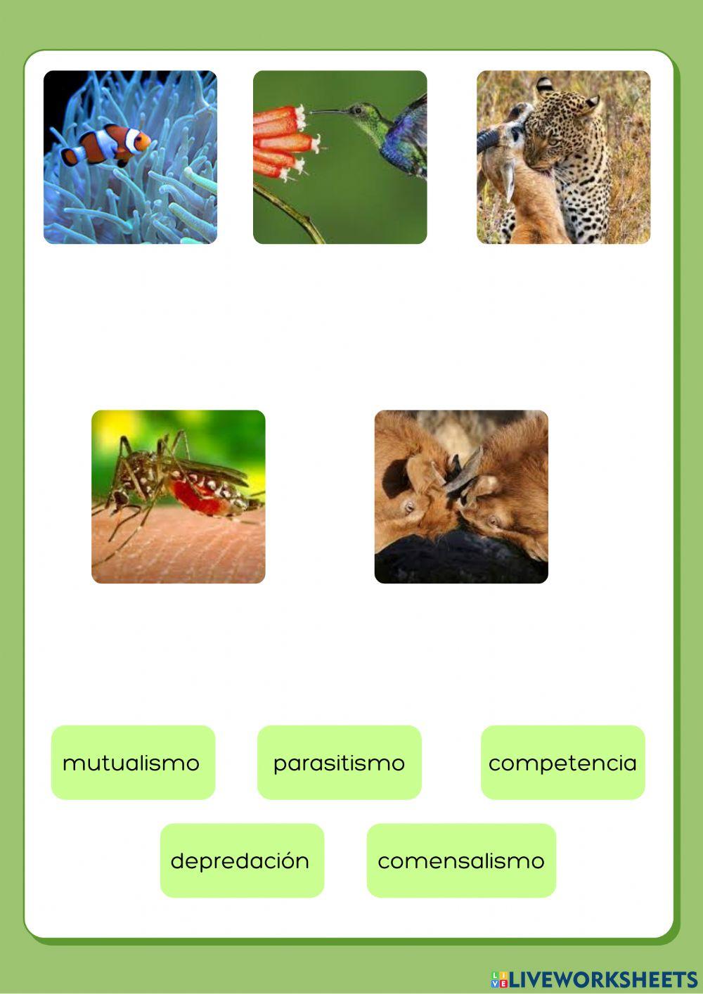 Relaciones en ecosistemas