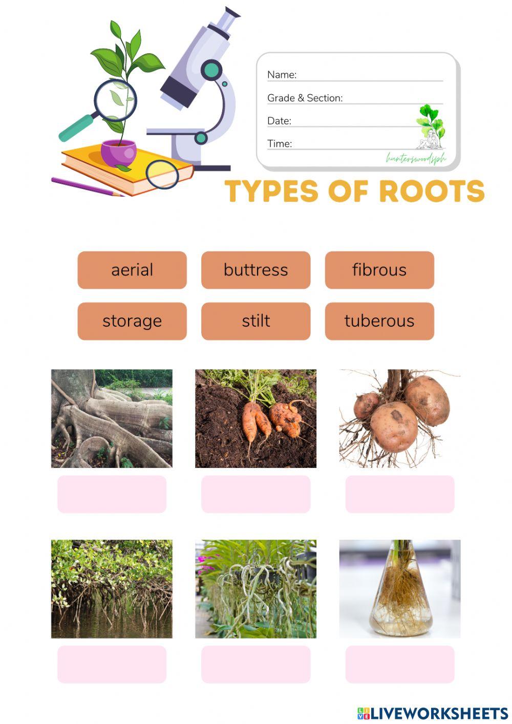 Types of Roots (HuntersWoodsPH Montessori Botany)