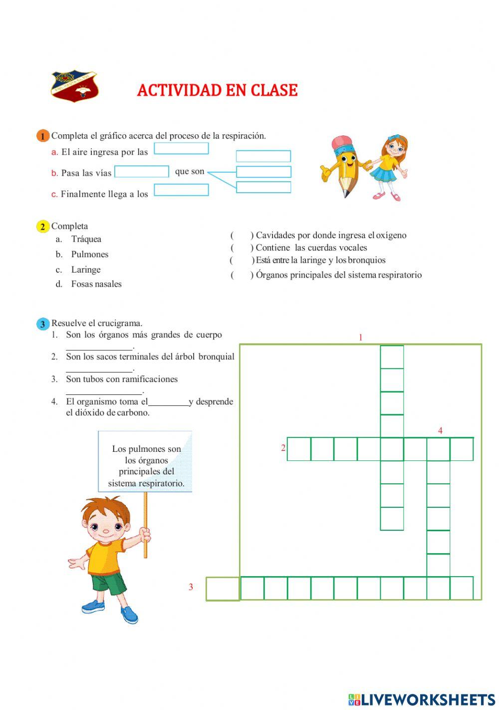 El sistema respiratorio