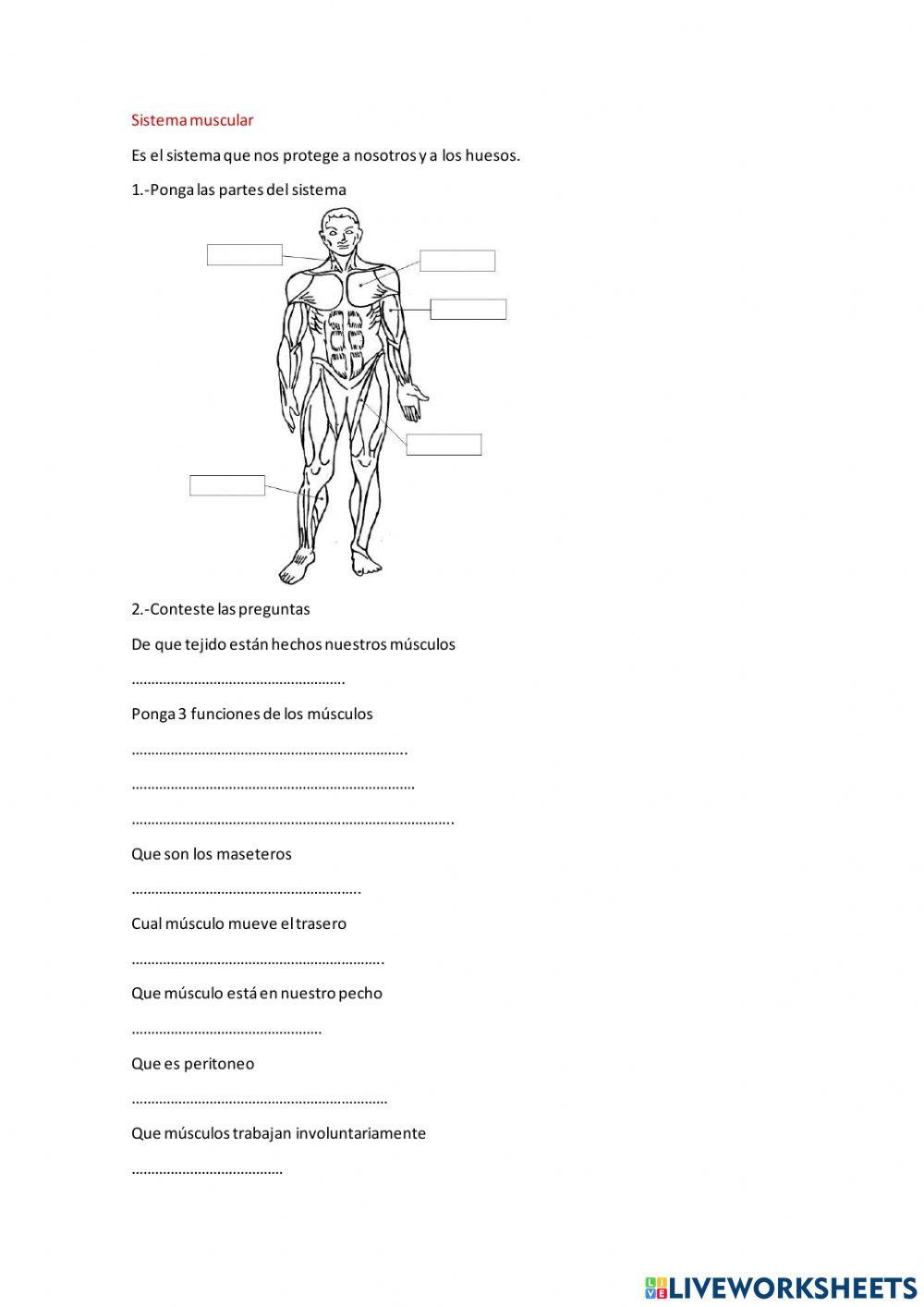 Anatomía humana parte 1